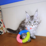 Lucy Maine Coon 03