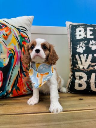 Lullaby Cavalier King Charles Spaniel 01