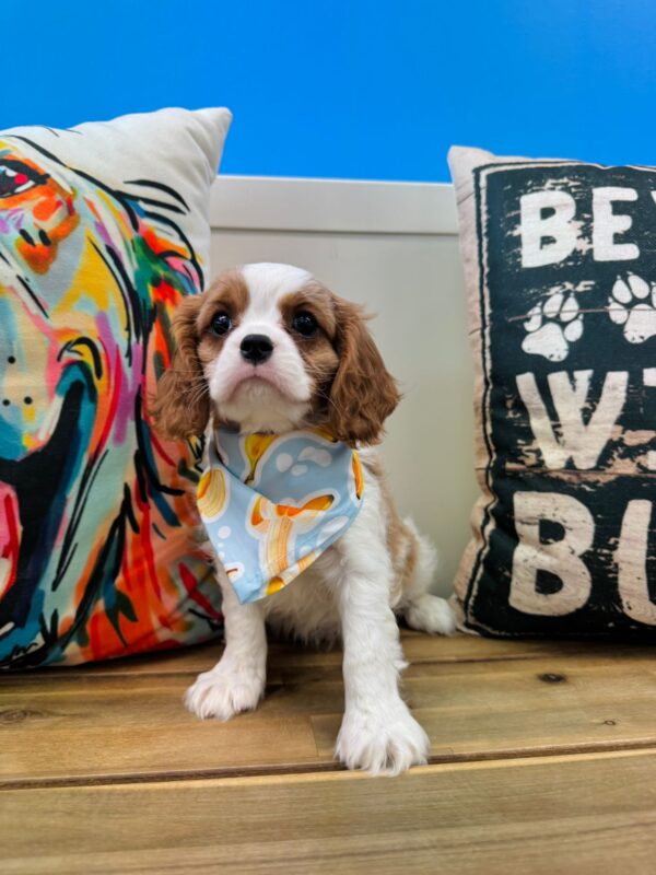 Lullaby Cavalier King Charles Spaniel 01