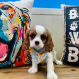 Lullaby Cavalier King Charles Spaniel 02