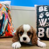 Lullaby Cavalier King Charles Spaniel 04