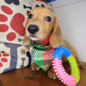 Lune Dachshund 01