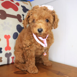 Mabel Poodle 01