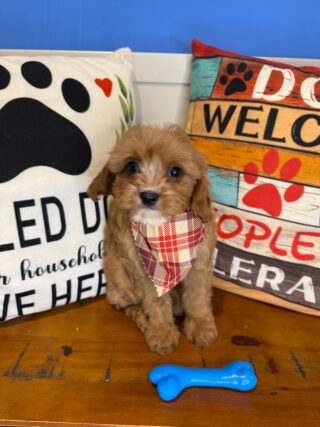 Mac Cavapoo 01