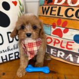 Mac Cavapoo 02