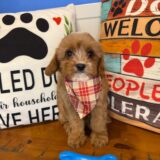 Mac Cavapoo 03