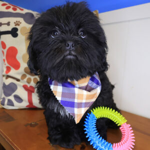 Mac Shih Tzu 01