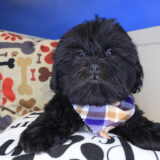 Mac Shih Tzu 04