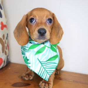 Macy Dachshund 01
