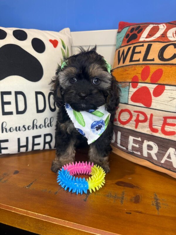 Mara Cockapoo 01