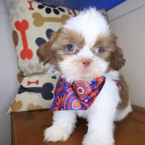 Marina Shih Tzu 01