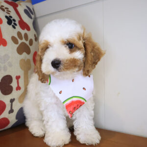 Mata Hari Cavapoo 01