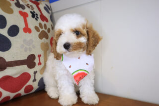 Mata Hari Cavapoo 01