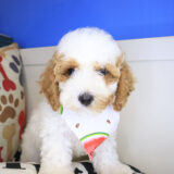 Mata Hari Cavapoo 02