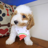 Mata Hari Cavapoo 03