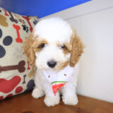 Mata Hari Cavapoo 04