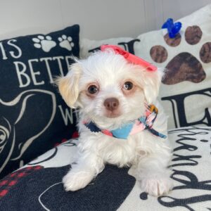 Mata Hari Chipoo 01
