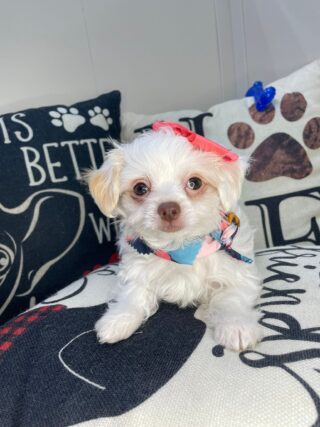 Mata Hari Chipoo 01