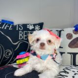 Mata Hari Chipoo 03
