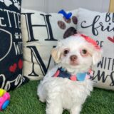 Mata Hari Chipoo 04