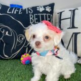 Mata Hari Chipoo 02
