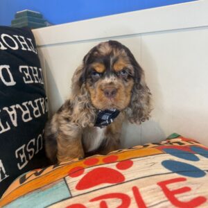 Maverick Cocker Spaniel 01