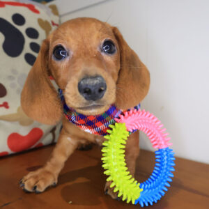 Max Dachshund 01
