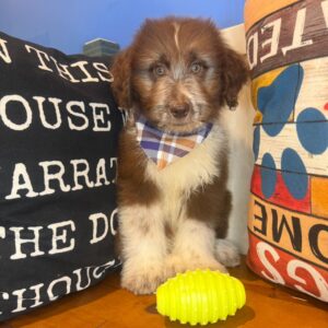 Melo Aussiedoodle 01