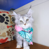 Mira Maine coon 01
