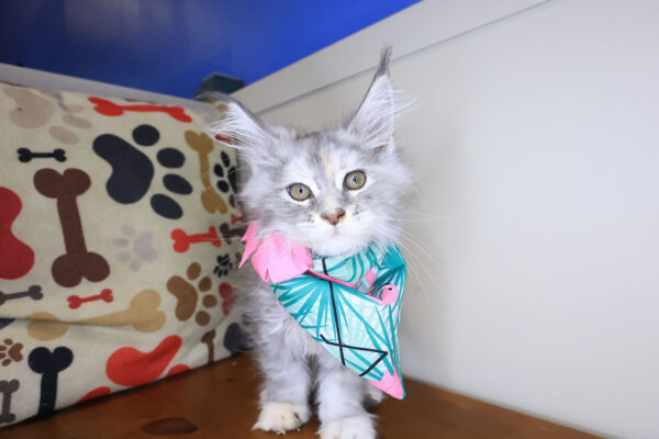 Mira Maine coon 01