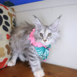 Mira Maine coon 03