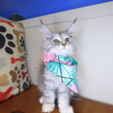 Mira Maine coon 04