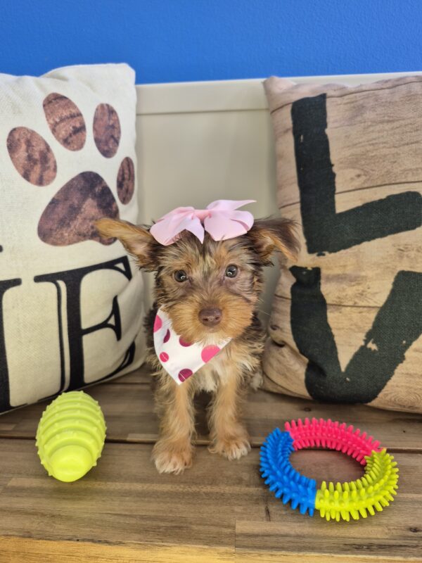Miso Yorkshire Terrier 01
