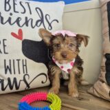 Miso Yorkshire Terrier 03