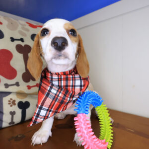 Moxy Dachshund 01