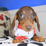 Munchkin Dachshund 01