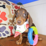 Munchkin Dachshund 02