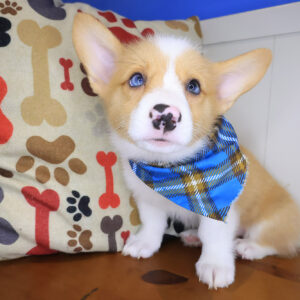 Murphy Pembroke Welsh Corgi 01