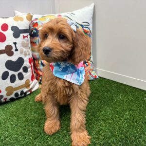 Natasha Mini Goldendoodle 01