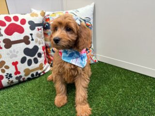 Natasha Mini Goldendoodle 01