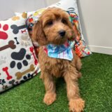 Natasha Mini Goldendoodle 02