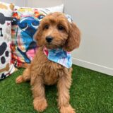Natasha Mini Goldendoodle 04
