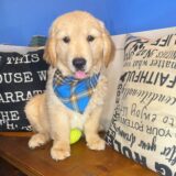Nelson Golden Retriever 02