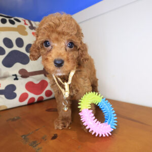 Nephy Poodle 01