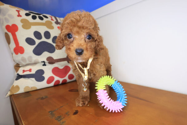 Nephy Poodle 01