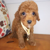 Nephy Poodle 03