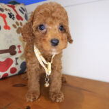 Nephy Poodle 04