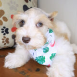 Nikki Schnoodle 02