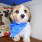 Nimbus Cavachon 01
