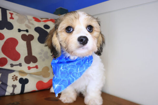 Nimbus Cavachon 01